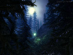 Firefly Forest - screenshot 3