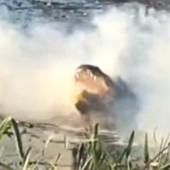 Aligátor ulovil letící dron, jeho baterie mu explodovala v tlamě
