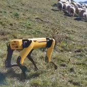 Autonomní robot Spot se díky společnosti Rocos dává na farmaření