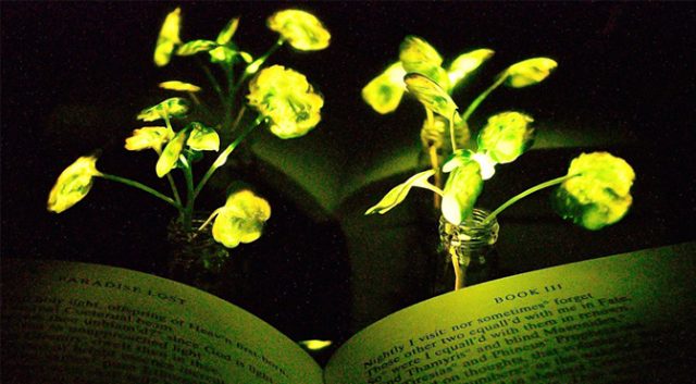[Obrázek: MIT-Glowing-Plants_0-640x353.jpg]